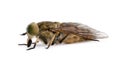 Pale giant horse-fly, in front of white background