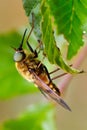 Pale giant horse-fly outdoor (tabanus bovinus)