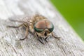 Pale Giant Horse-fly Tabanus bovinus