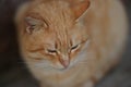 Pale ginger cat is resting closeup portrait Royalty Free Stock Photo