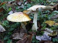 Yellow-orange Fly Agaric mushroom on Autumn leaves