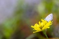 A Pale Grass Blue on a catsear flower. Royalty Free Stock Photo