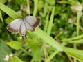 The pale grass blue is a small butterfly Royalty Free Stock Photo