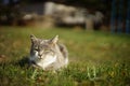 Pale gray kitty lies on a on a green grass in the garden. Cute domestic animal portrait. Tricolor cat