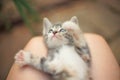 Gray little kitten lies and waves its paws, closeup portrait