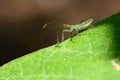 Pale Green Assassin Bug On Leaf