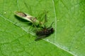 Pale Green Assassin Bug - Zelus luridus