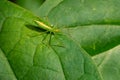 Pale Green Assassin Bug - Zelus luridus