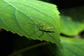 Pale Green Assassin Bug Zelus luridus