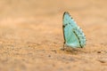 Pale green butterfly perched on sandy ground