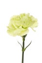 Pale green carnation