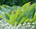 Beetle larvae eat a leaf of the kupena plant.