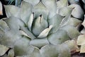 Pale green plant of Parry Agave Royalty Free Stock Photo