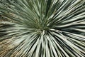 Desert yucca plant with radiating spikes