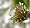 Pale green and eggplant purple flower bud against a soft white background