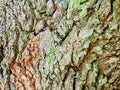 Pale Green Lichen on Cracked Textured Tree Bark Abstract Pattern Royalty Free Stock Photo