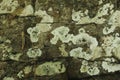 Pale green lichen growing on grey basalt rock