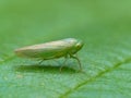 Pale Green Planthopper