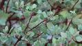 Arctostaphylos Parryana Leaf - San Emigdio Mtns - 100722