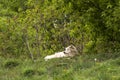Pale grey adult wolf lying down relaxed on grassy hill