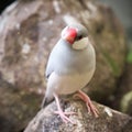 Pale-grey colored java sparrow bird perched on the stones Royalty Free Stock Photo