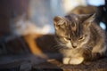 Pale grey kitten relaxes in the doorstep at sunset, lovely cat portrait