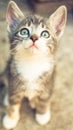 Pale grey tricolor kitten sitting in the on the stone floor with funny face