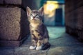 Pale grey tricolor kitten sitting in the on the stone floor outdoor