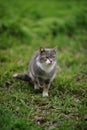 Pale grey tricolor kitty posing portrait in fresh green grass