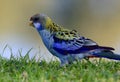 A pale headed rosella parrot in Outback Australia