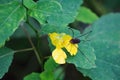 Pale Jewelweed and Spider Royalty Free Stock Photo