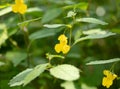 Pale Jewelweed Blossom Royalty Free Stock Photo