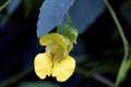 Pale Jewelweed  605083 Royalty Free Stock Photo