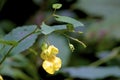 Pale Jewelweed  605114 Royalty Free Stock Photo