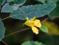 Pale Jewelweed, Impatiens pallida Royalty Free Stock Photo