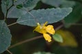 Pale Jewelweed, Impatiens pallida Royalty Free Stock Photo