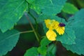 Pale Jewelweed and Spider Royalty Free Stock Photo