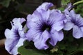 Pale lavender Petunia flowers with deep purple veins.