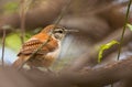 Pale-legged Hornero bird close-up Royalty Free Stock Photo