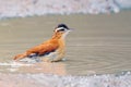 Pale-legged Hornero (Furnarius leucopus) bathing in a puddle in the middle of a dirt road Royalty Free Stock Photo