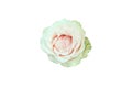 Delicate Pale light green rose with a pale pink hue, cut on a white background Royalty Free Stock Photo