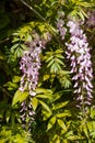 Wisteria racemes Royalty Free Stock Photo