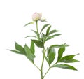 Pale light pink half-closed Peony with lush foliage isolated on a white background