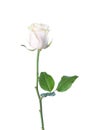Pale light pink Rose with green leaf isolated on white background Royalty Free Stock Photo