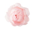 Pale light pink Rose isolated on white background