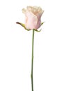 Pale light pink rose Royalty Free Stock Photo