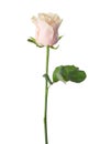 Pale light pink rose .