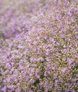 Pale lilac limonium