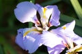 Pale lilac (purple) Algerian iris flower (Iris unguicularis)