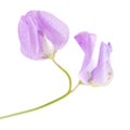 Pale lilac sweet pea